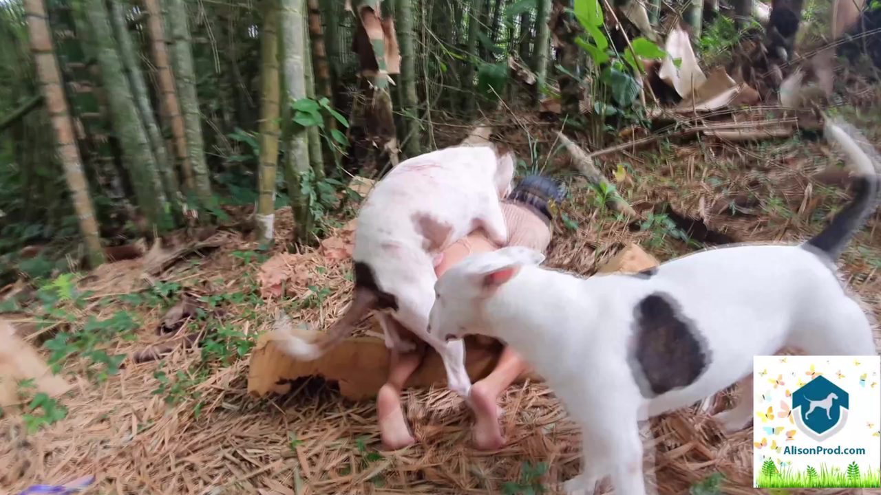 Dog Sex