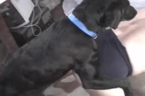 Dog Sex