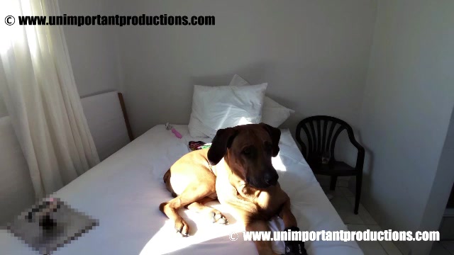 Dog Sex