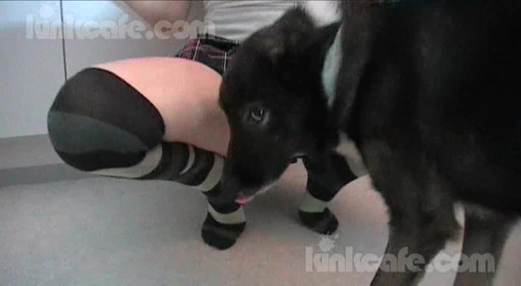 Dog Sex
