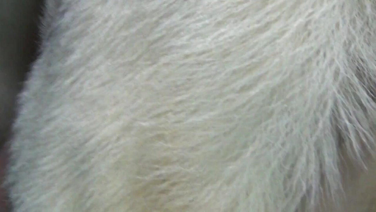 Dog Sex