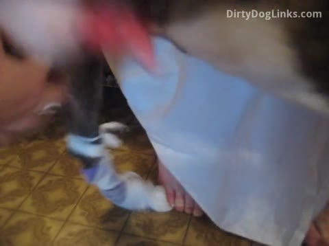 Dog Sex