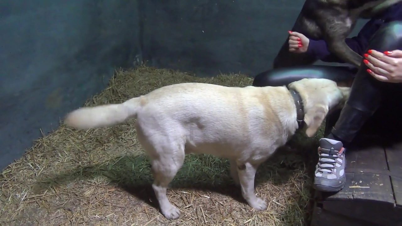 Dog Sex