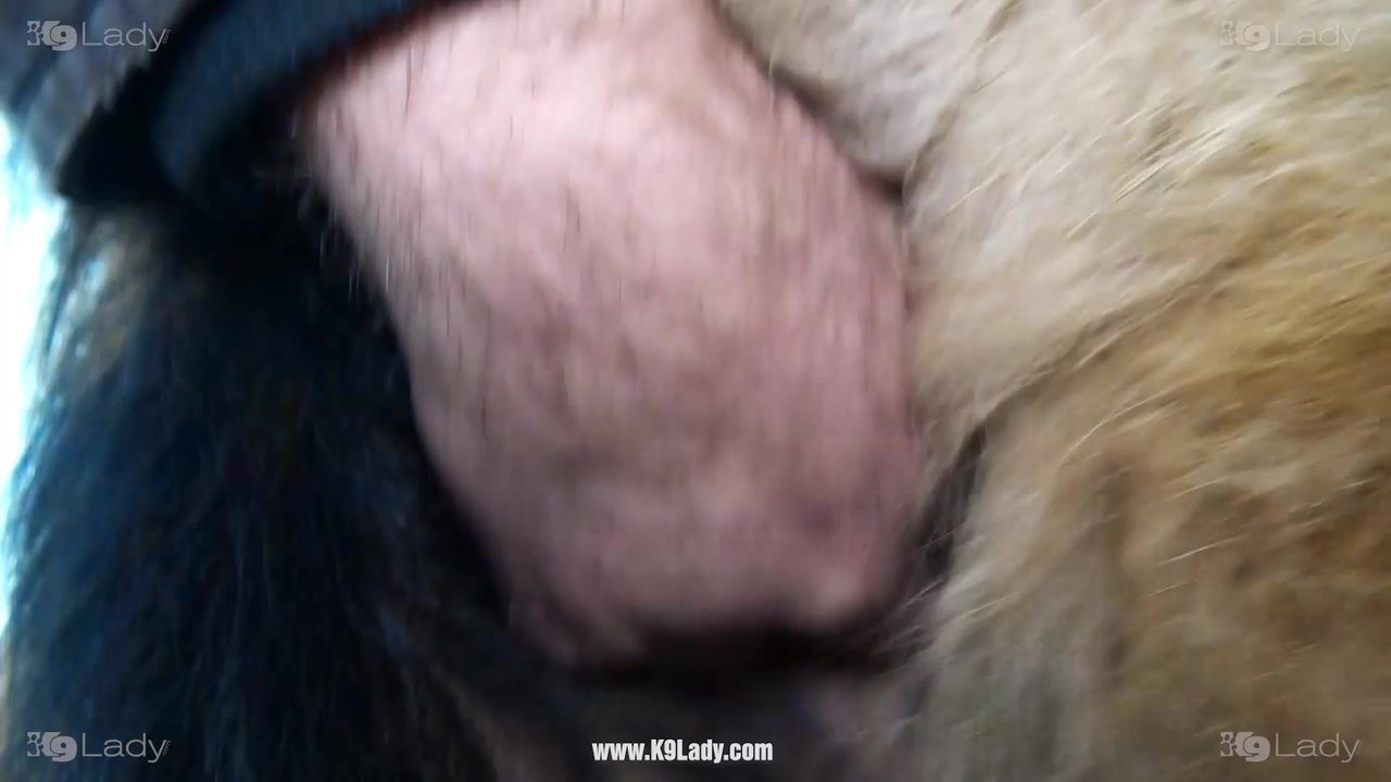 Dog Sex