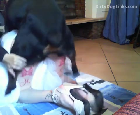 Dog Sex