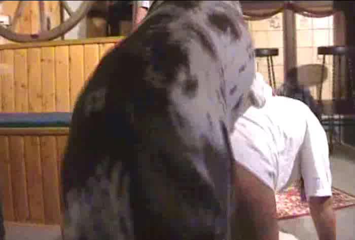 Dog Sex