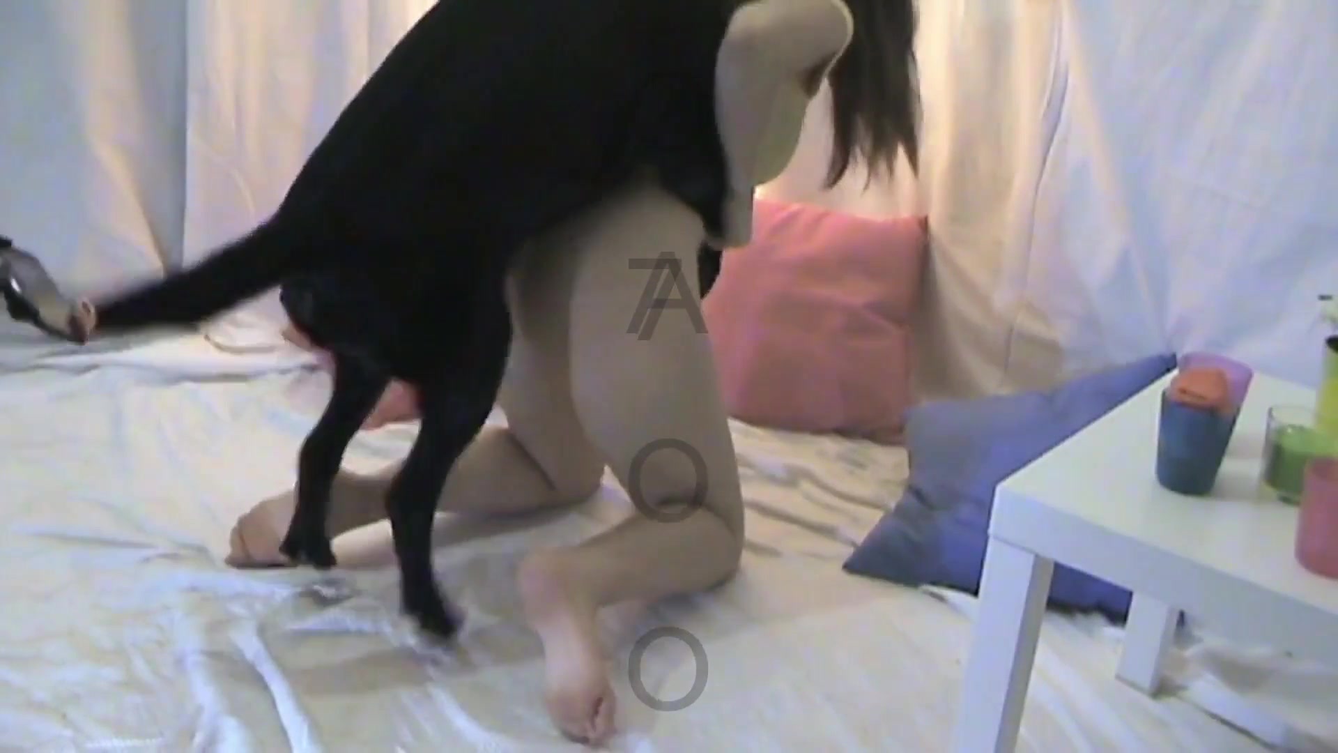 Dog Sex