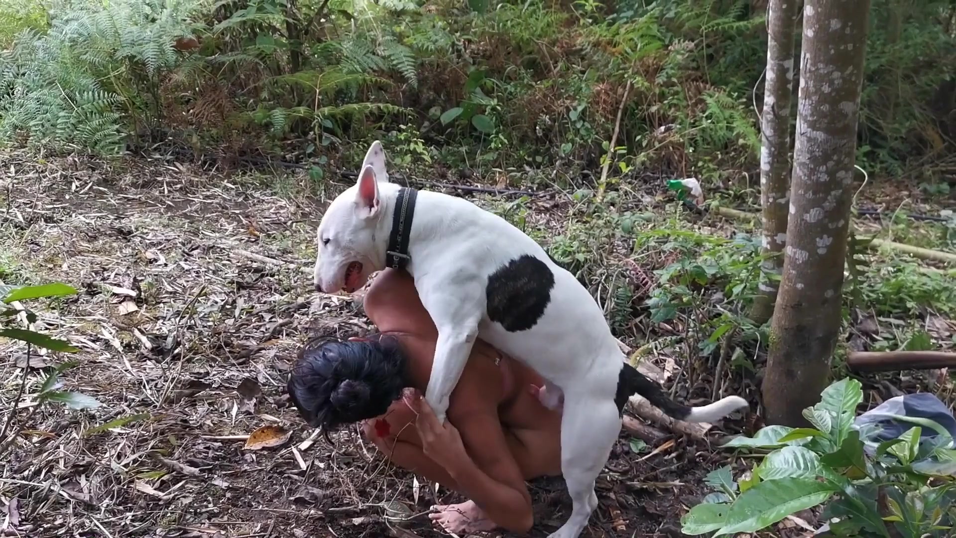 Dog Sex