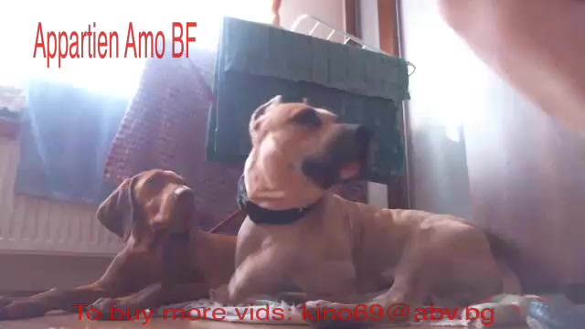 Dog Sex