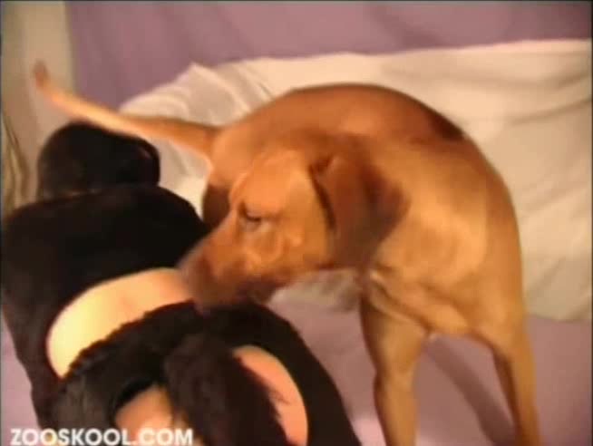 Dog Sex