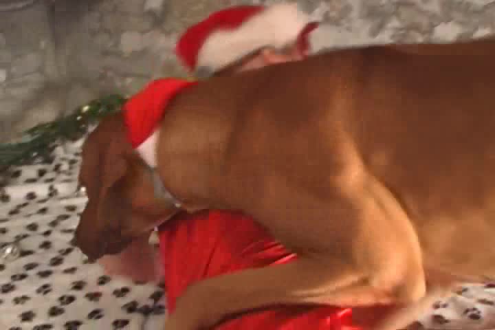 Dog Sex