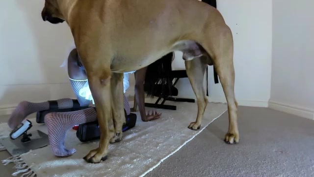 Dog Sex