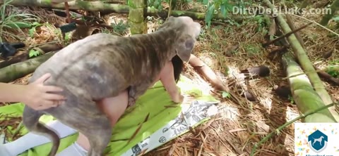 Dog Sex