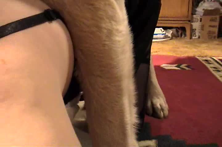 Dog Sex