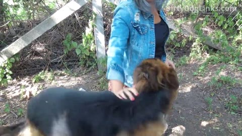Dog Sex