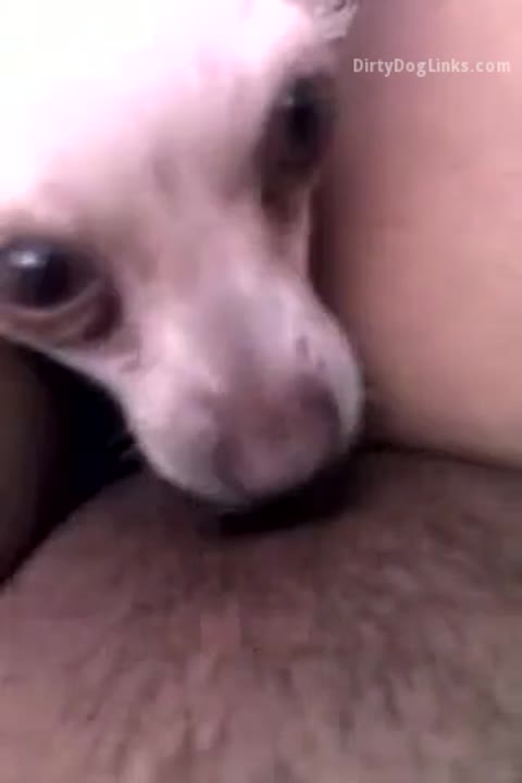Dog Sex