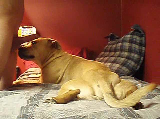 Dog Sex