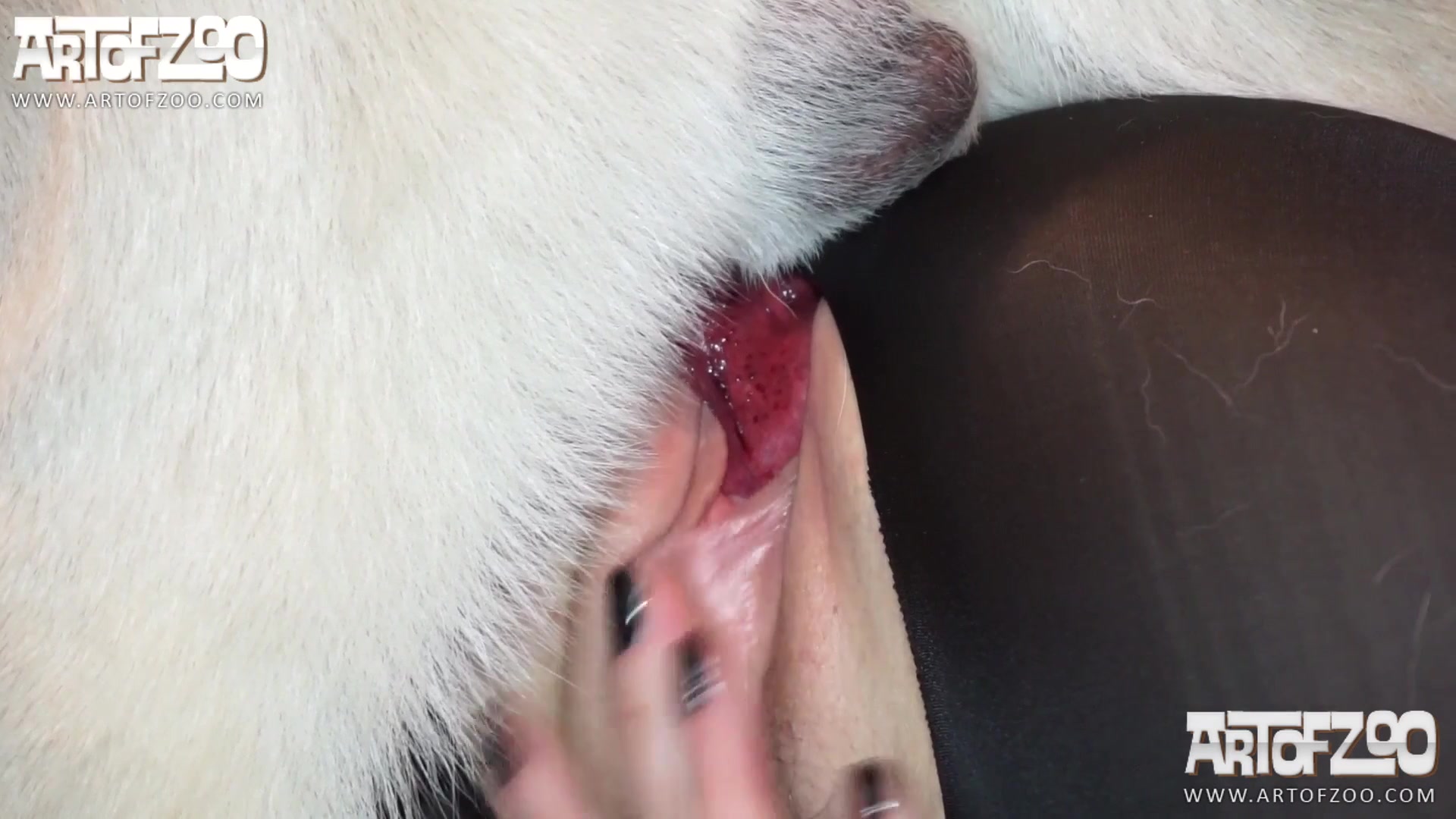 Dog Sex