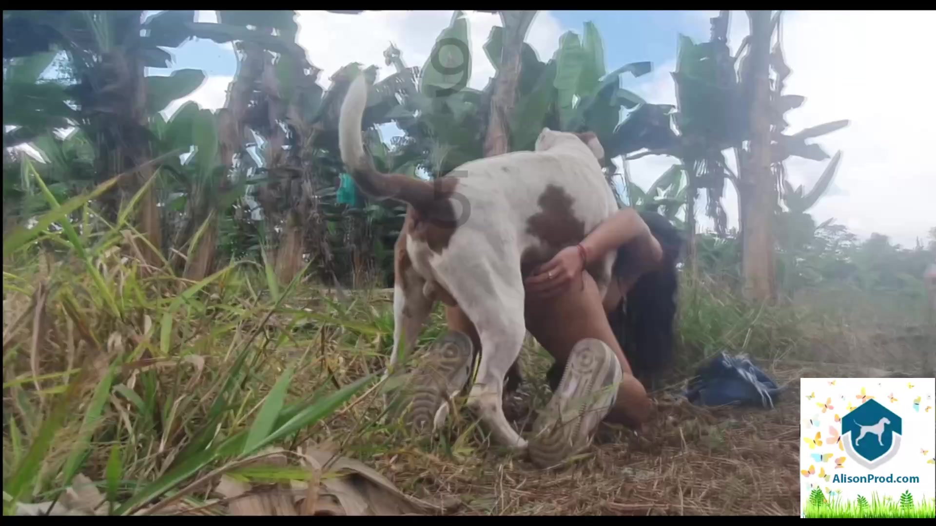 Dog Sex