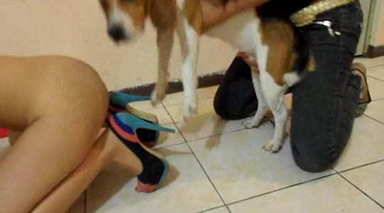 Dog Sex
