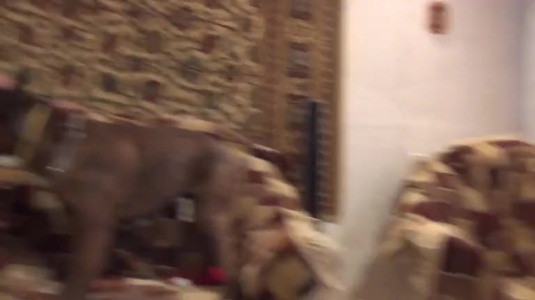 Dog Sex » Beasty junkie woman gets a good dose of dog sex