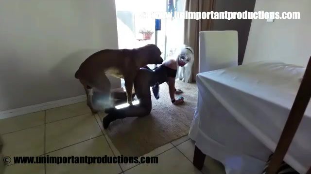 Dog Sex