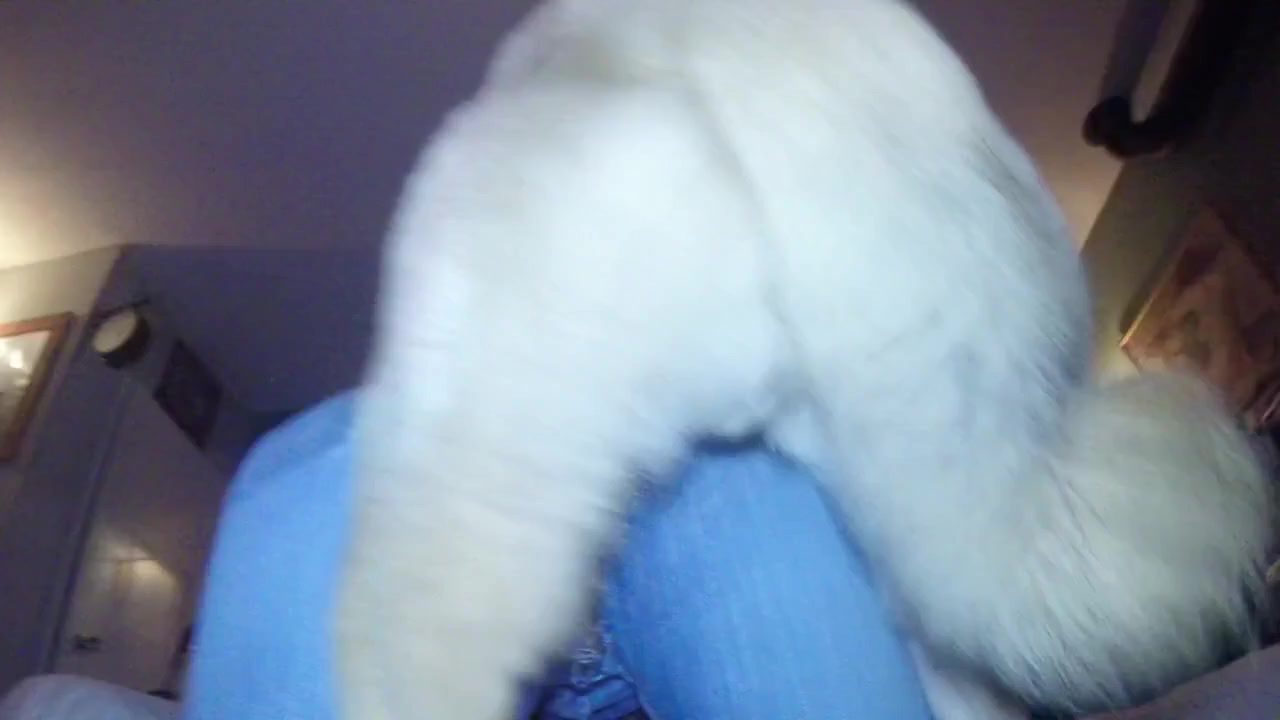 Dog Sex