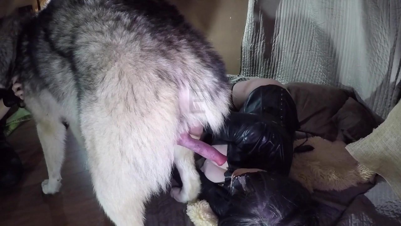 Dog Sex