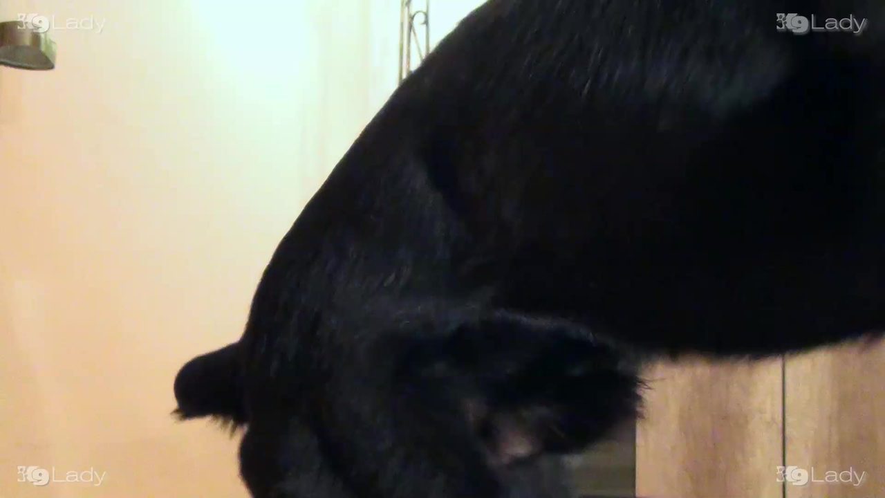 Dog Sex