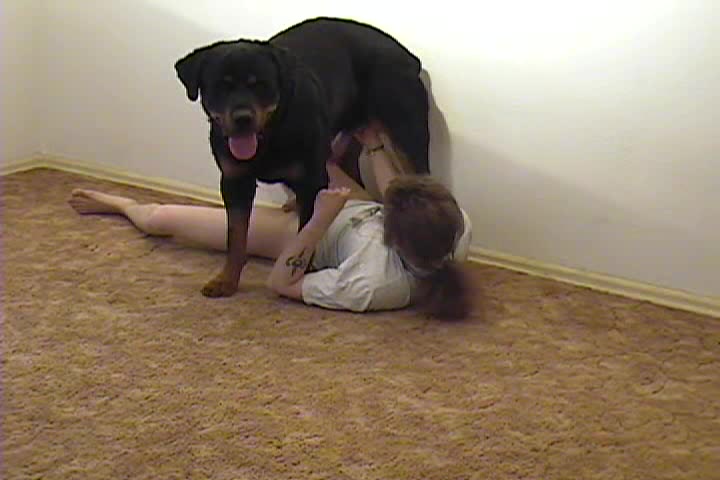Dog Sex » Dane handjob his dog and covers his pubis with dog's cum