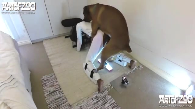 Dog Sex