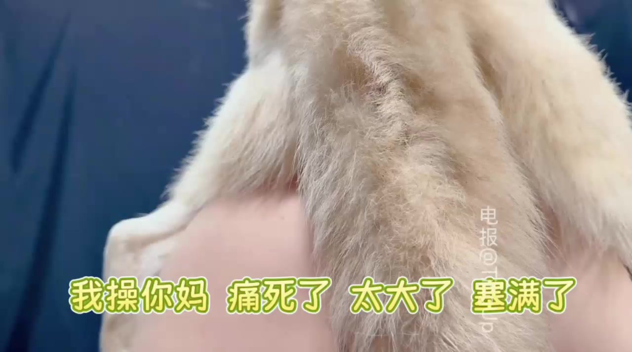 Dog Sex