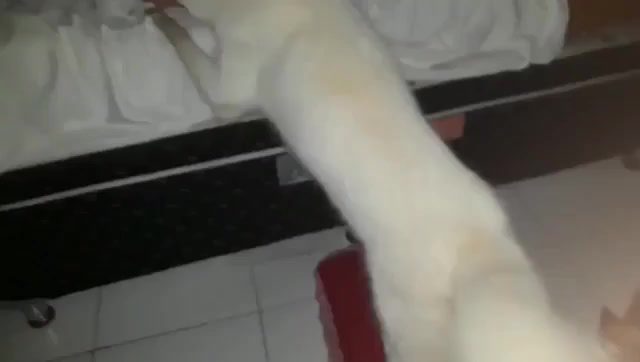 Dog Sex