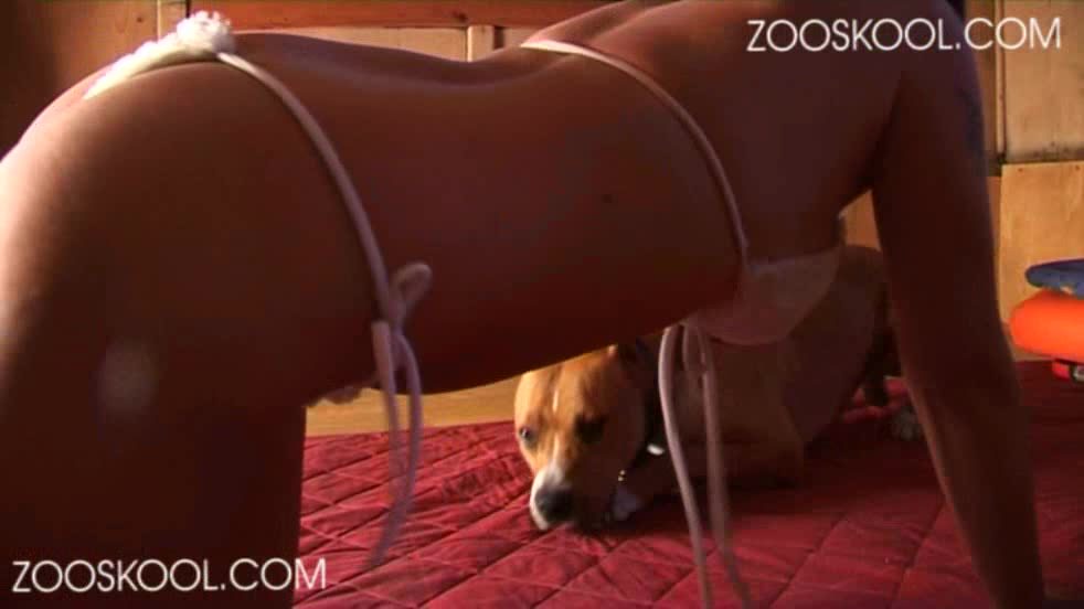 Dog Sex