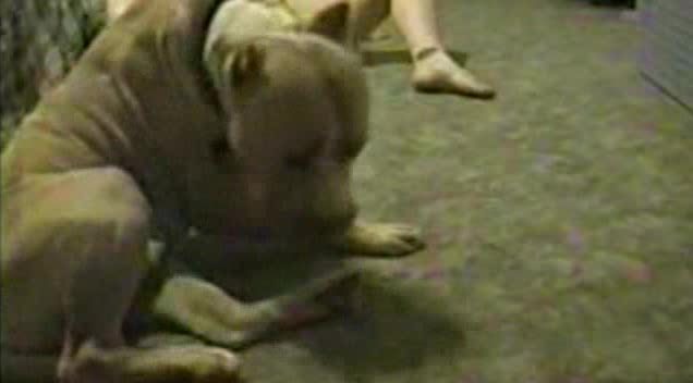 Dog Sex