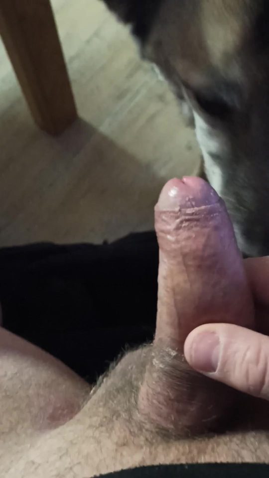 Dog Sex » Dog licks cum from man's dick
