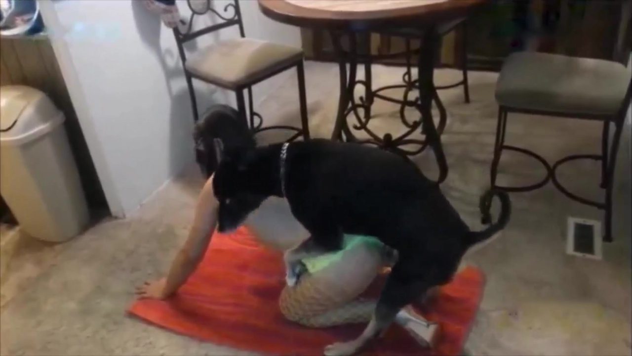 Dog Sex » American story Z: dog sex for protest at Texas