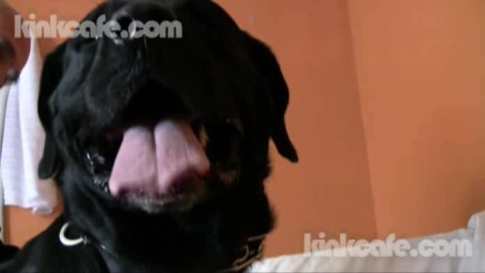Dog Sex