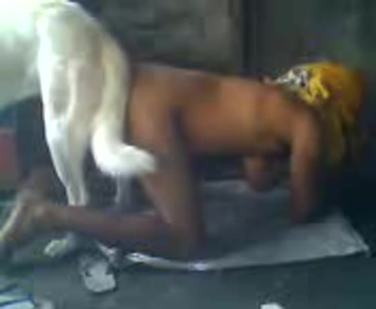 Dog Sex » mit Hund