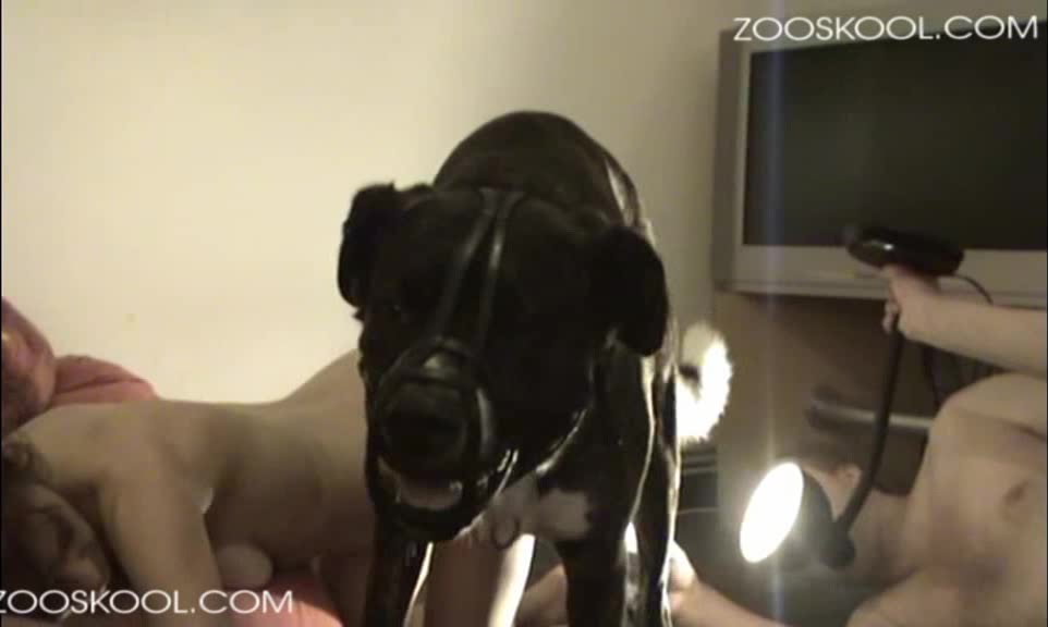 Dog Sex » German lesbians have fun with dog sex
