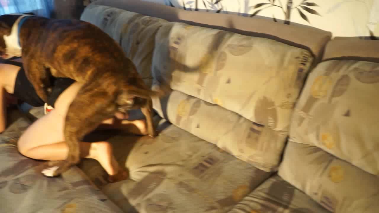 Dog Sex » Teen's first time anal sex with dog