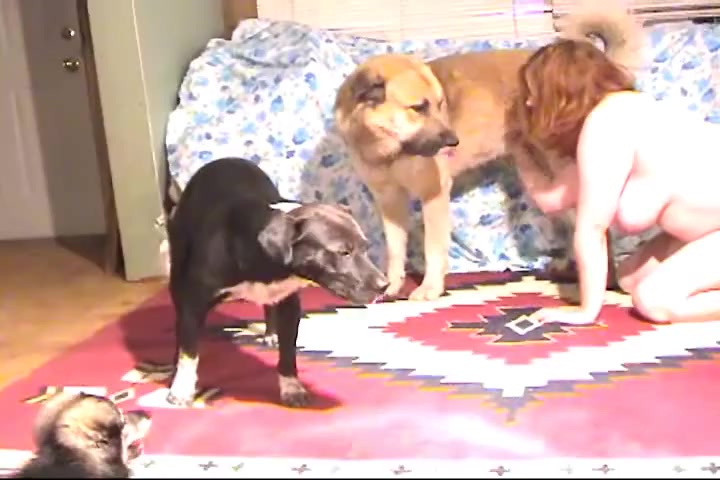 Dog Sex » Two dogs had sex with mom in turn, she enjoys it lot