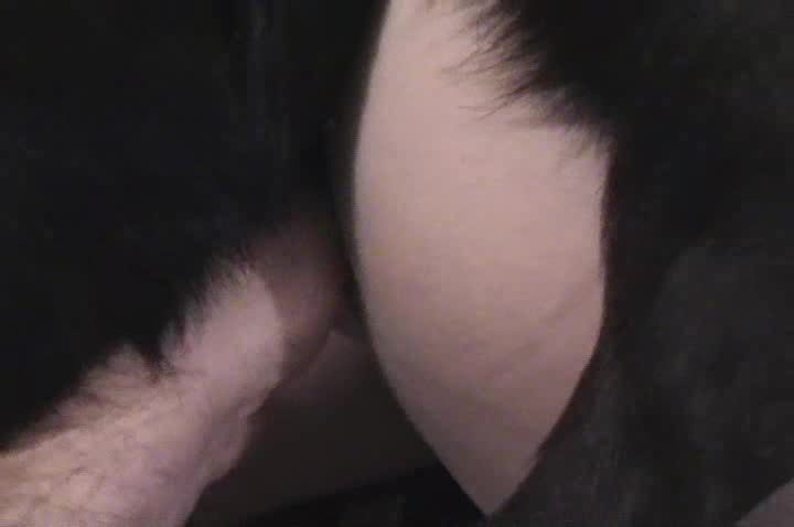Dog Sex » Trio con dos perros, doble penetracion en anal y vagina