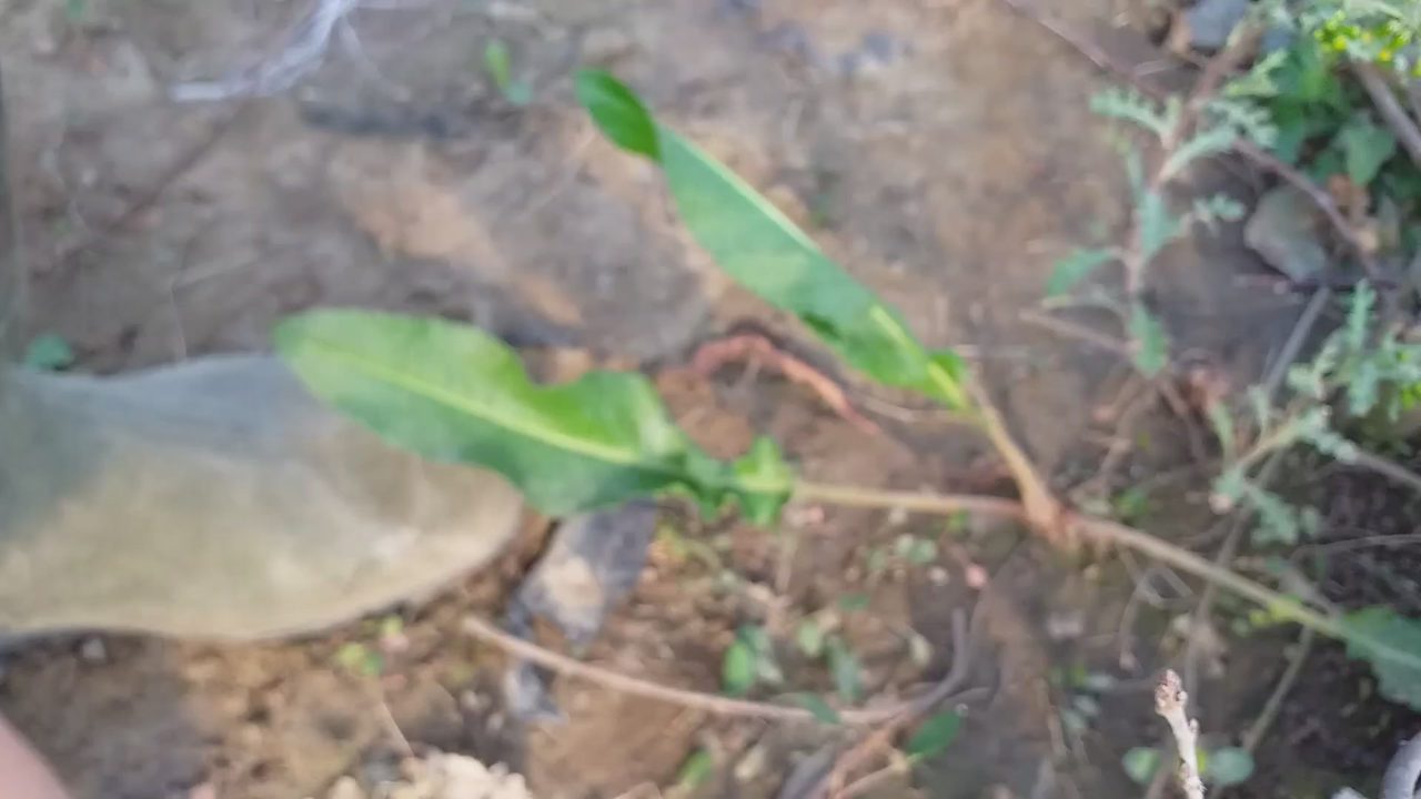 Dog Sex » Male dog fucked