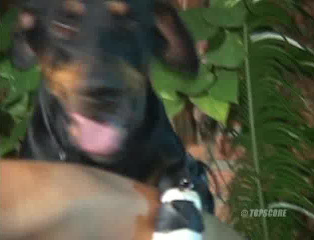 Dog Sex » jackin off watchin girlfriend gettin fucked by my boxer