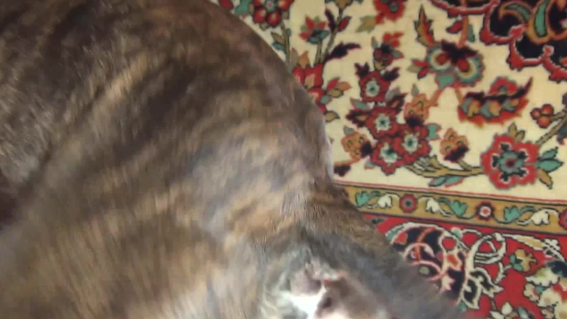 Dog Sex » Hottest dog porn with BBW who screams and has an orgasm