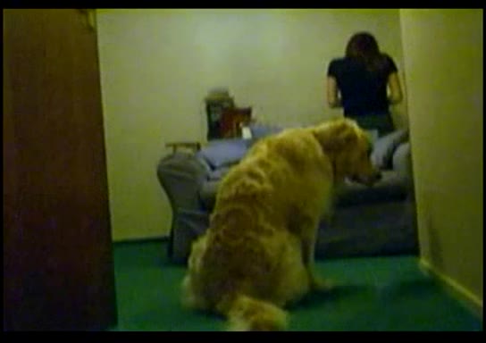 Dog Sex » humping shylark