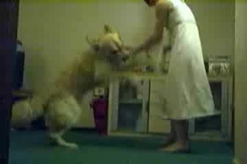 Dog Sex » Ex-porn star first time trying to make dog porn, but...