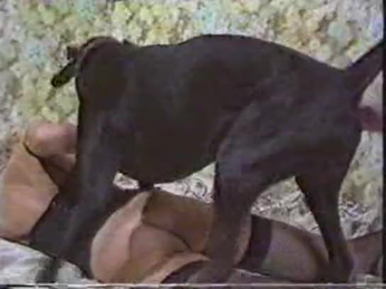 Dog Sex » jummy