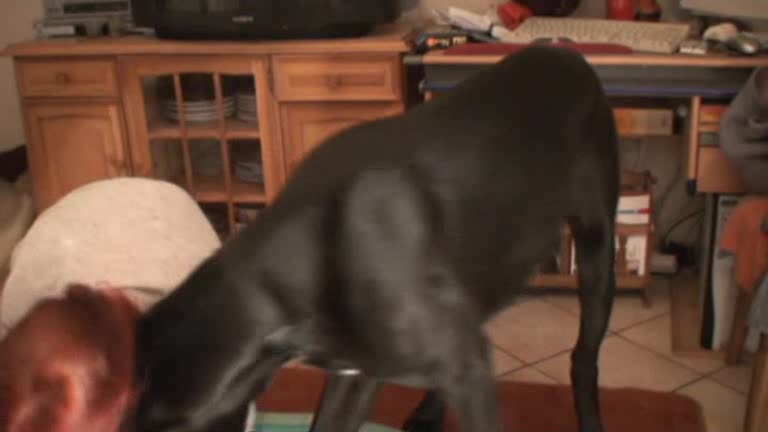 Dog Sex » Porno con un perro y una pelirroja alemana que fue follada